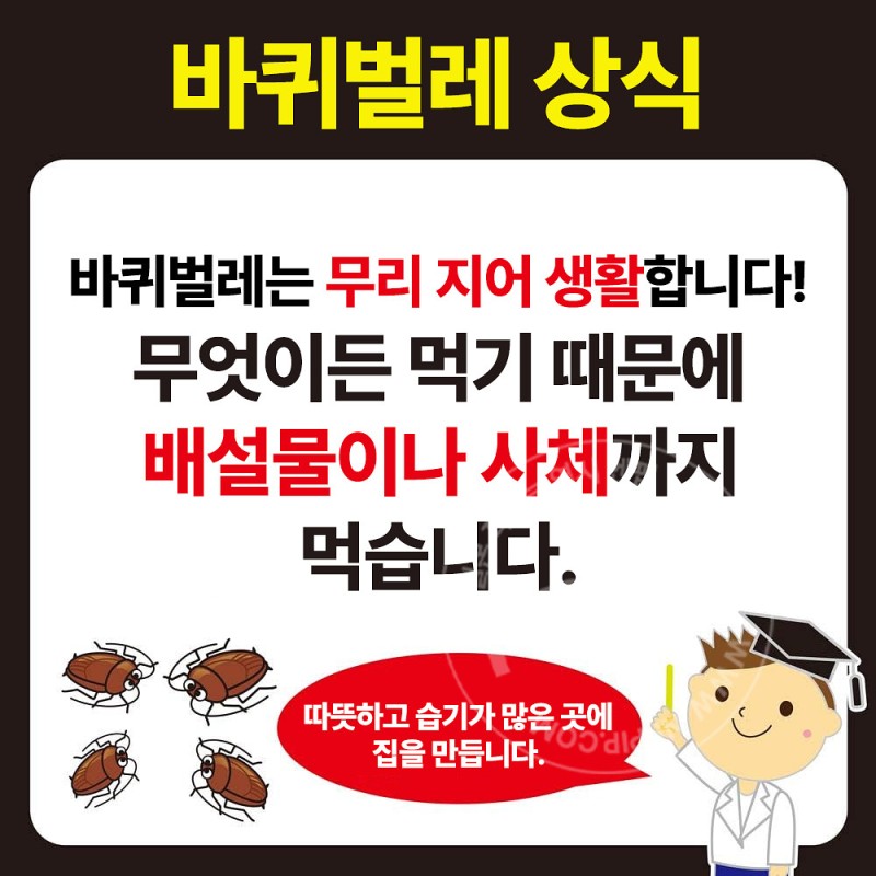 킨쵸 바퀴벌레 퇴치 컴뱃 현관·베란다용 1년용 6개입