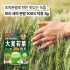 보리 새싹 분말 100% 덕용 3g [44포/88포]