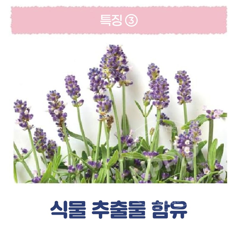 리베르타 쿨리스트 세나슈 아쿠아샴푸향 등에 뿌리는 땀 스프레이 60ml