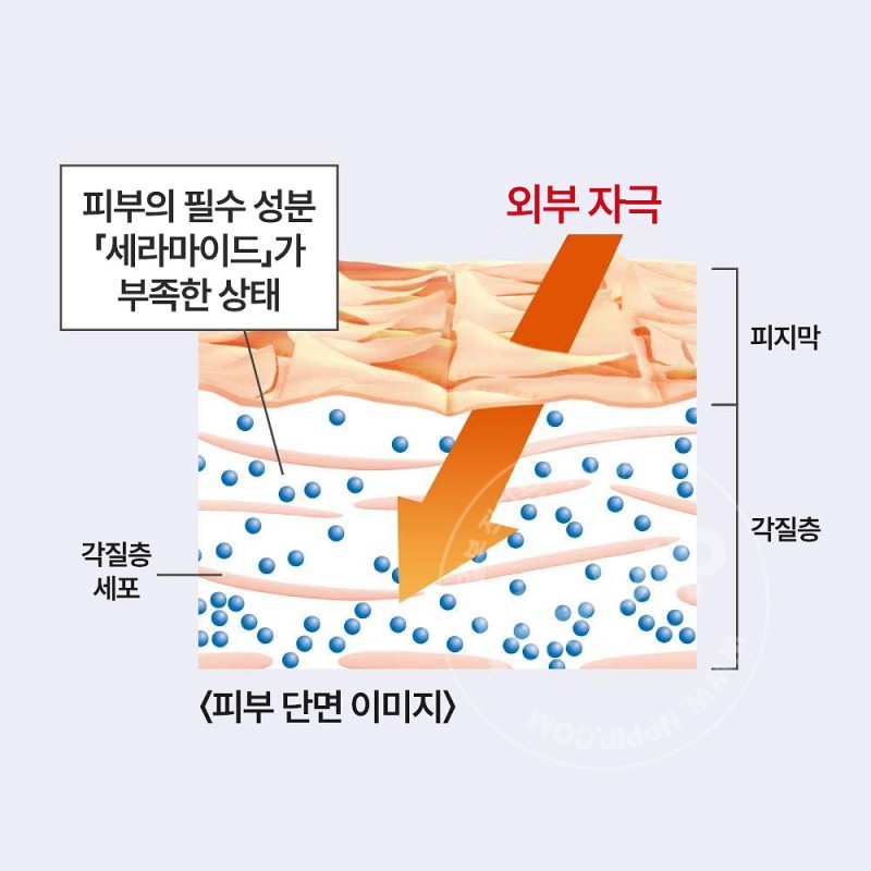 큐렐 수분 침투 보습 페이스 크림 40g