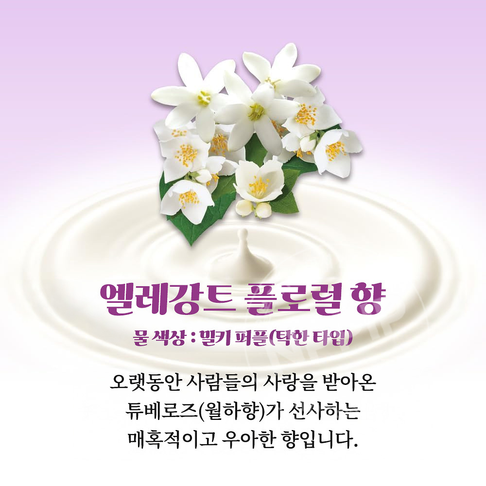 카오 바브 밀키 아로마 12정입