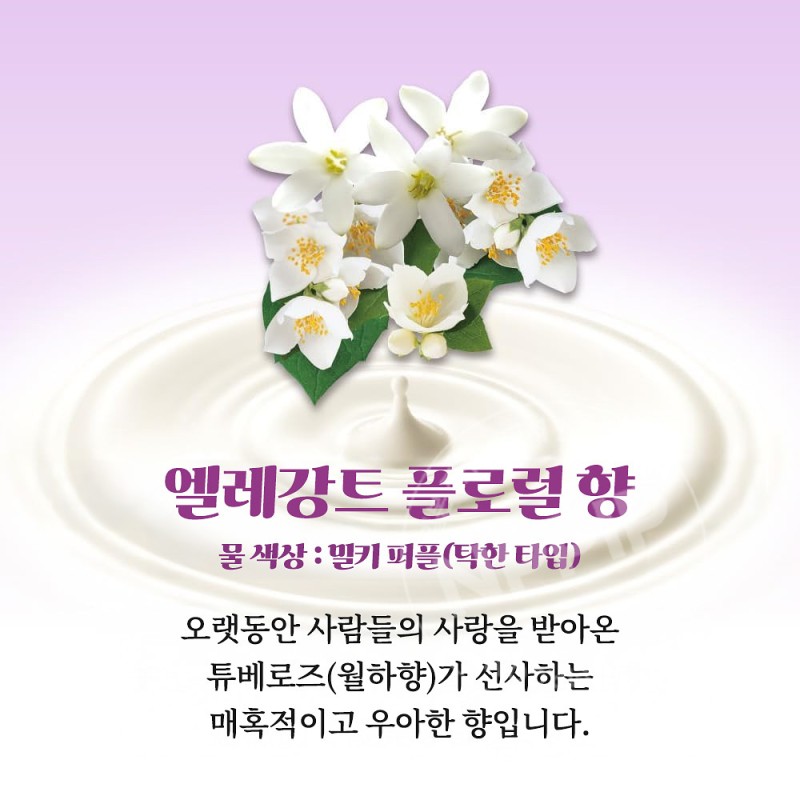 카오 바브 밀키 아로마 12정입